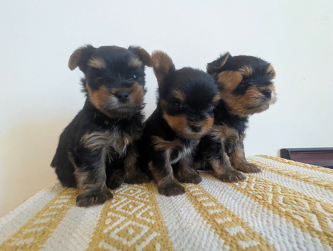 3 Beautiful Boy Yorkshire Terrier Puppies Ready for Loving Homes