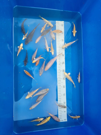 KOI MIXED