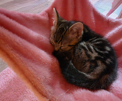 Beautiful kittens