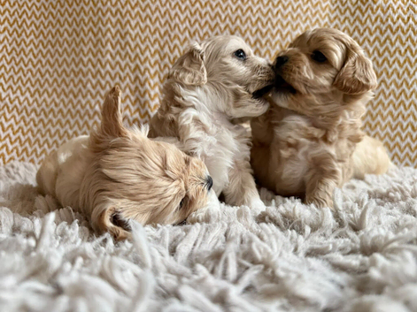Gorgeous Maltipoo puppies