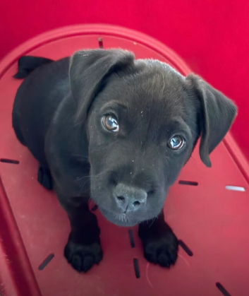 Stunning male patterdale pup