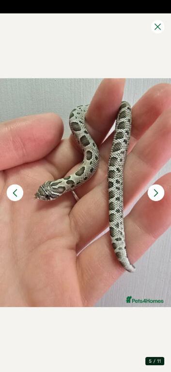 2026 Hognose babies ready to go from &pound;80