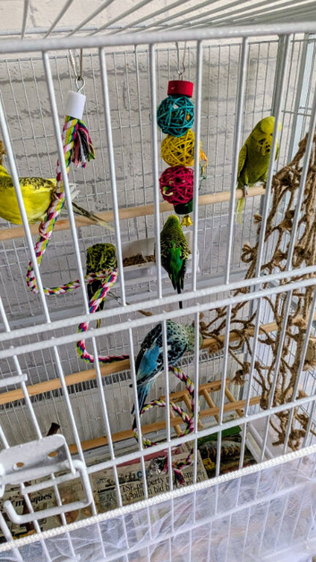 Budgies ranging from spangle/ opiline. Lutino albino. Yellow face blue. All others are bright blue