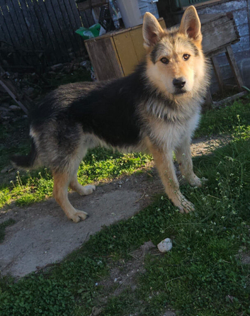 ️ BENNY &ndash; The Gentle Gentleman Looking for His Forever Family ️  Calm &bull; Kind &bull; Loyal &bull; Ready to Love