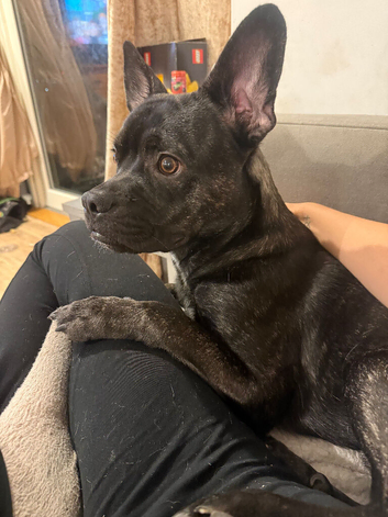 French bulldog cross for sale