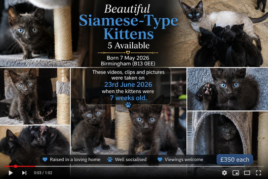 Beautiful Siamese-Type Kittens &ndash; 5 Available