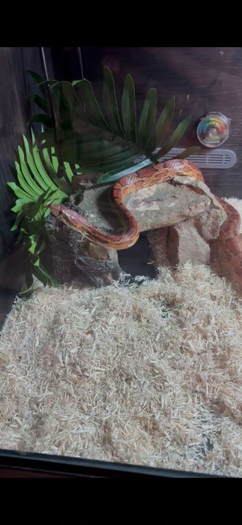 Beautiful Corn snake