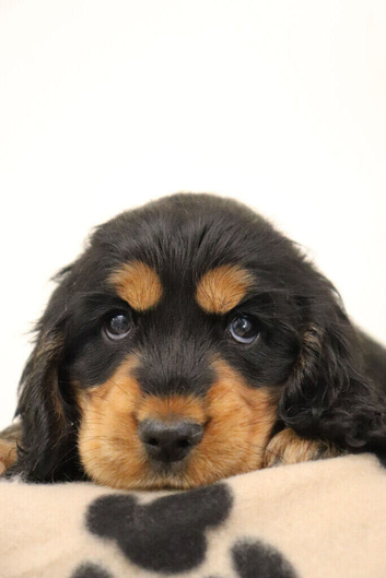 Show cocker spaniels