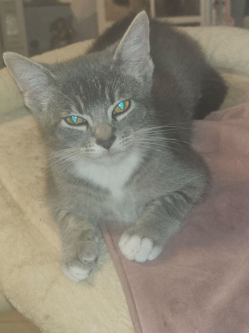 Lilliack boy with green eyes