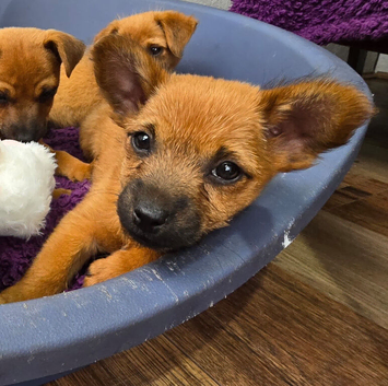 5 beautiful fur babies