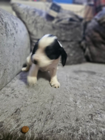 Cocker spaniel puppys