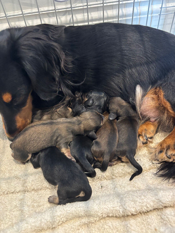 **Last one ** Long Haired Mini Dachshunds