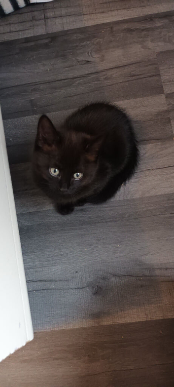 British short hair /black ghost tabby