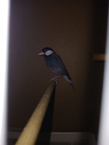 One Java finch and cage
