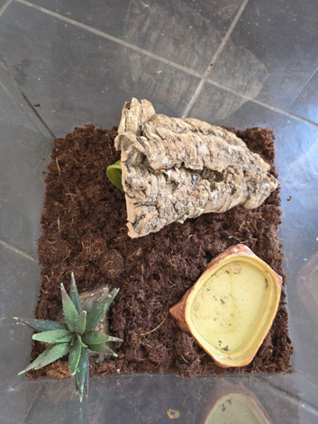 Black Scorpion Full Enclosure Included