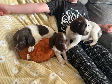 Springer spaniel pups