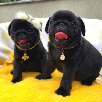 Socialised Pug Puppies Ready