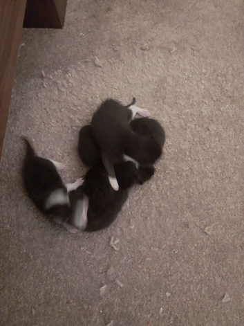 Black and White kittens