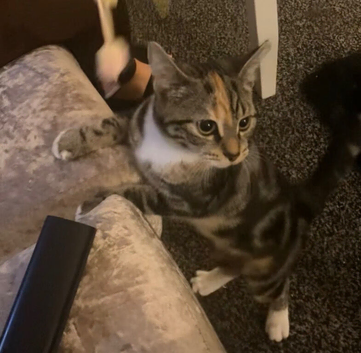 12 month old well behaved cutie