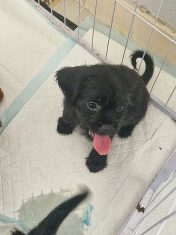 Beautiful Cavapoopug