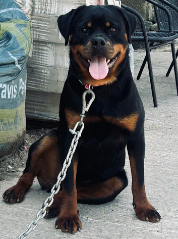 Rottweiler female Looking for home