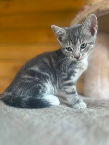Sphinx mix kittens looking for a new home