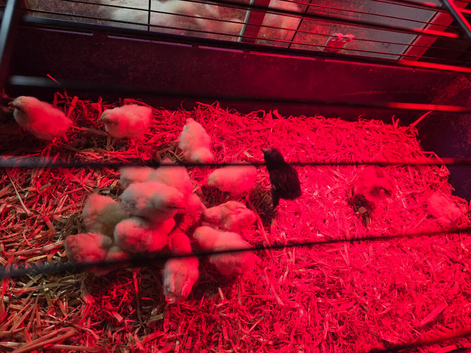 X17 hybrid chicks for sale