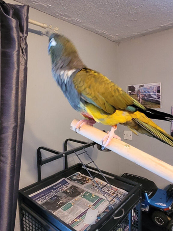Female Patagonian parrot