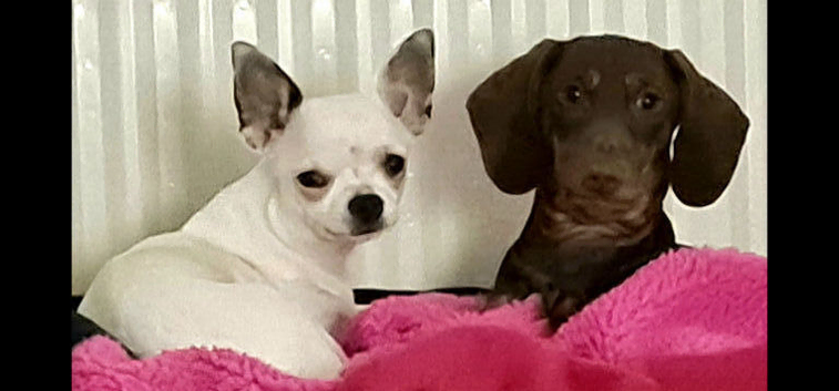 Mini dachs x chihuahua
