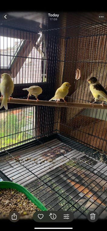 Young canaries