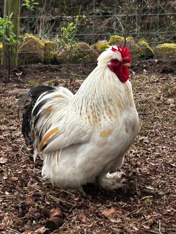 Handsome Pekin Bantam cockerels