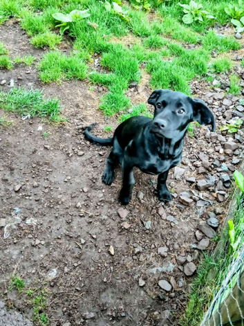 Lovely Springador last one girl left