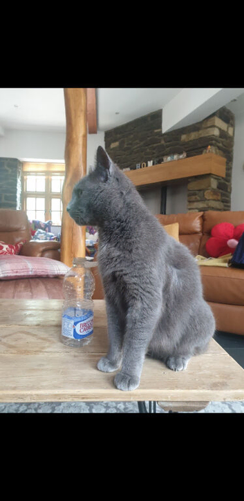 Russian blue kittens, discount for 2 kittens