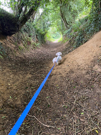 Dog boarding