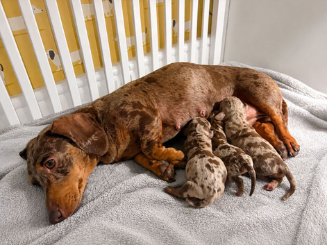Beautiful Dapple Miniature Dachshund Puppies