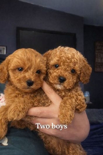 Absuluitly stunning Cockapoo puppies 8and a half weeks old redy for there forever homes