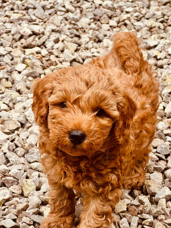F2b double labradoodle
