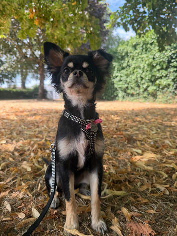 KC reg long hair girl pup (health tested parents)