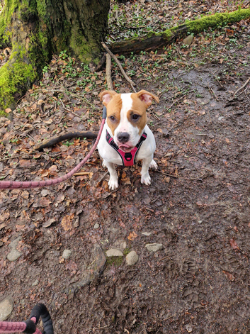 American bulldog