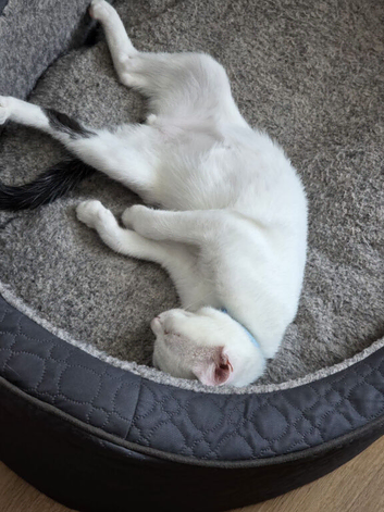 Male neutered black and white cat