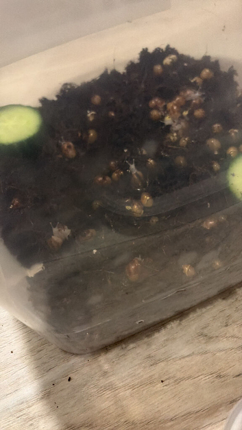 Baby African land snails urgent