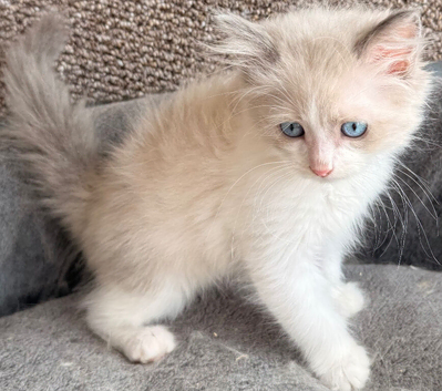 Full breed Siberian kittens