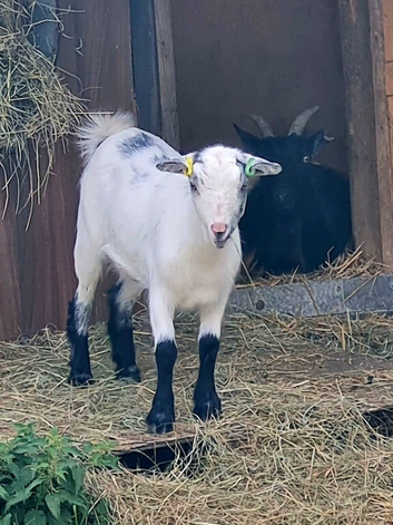 Pygmy goat