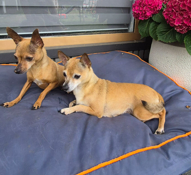 Two lovely girls looking for forever home