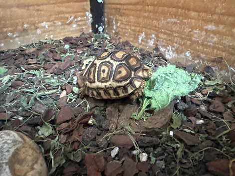 Leopard tortoise
