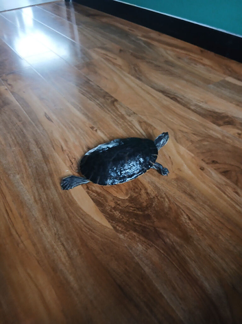 2 turtles for good home