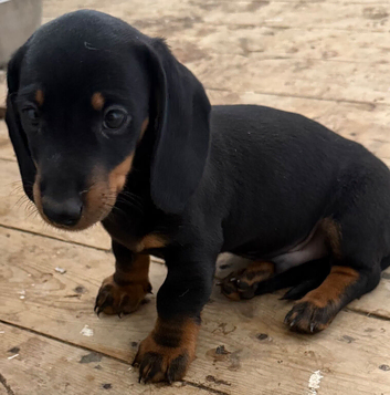 3 male dachshund