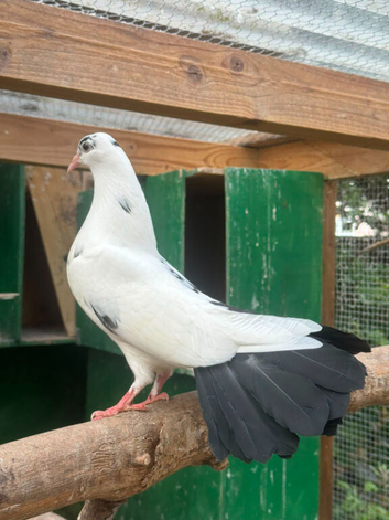 English garden fantail pigeons