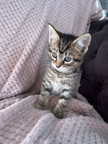 Tabby kitten