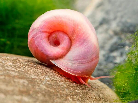 Cheap Ramshorn Snails Mixed Size Blue, Pink and Brown Mixed, x40 for 10 GBP